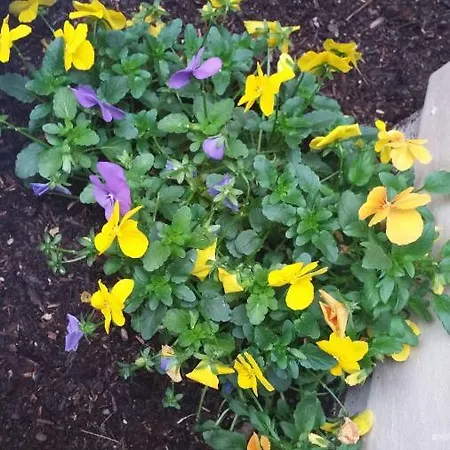 La Casetta Di Ely 4* Rom