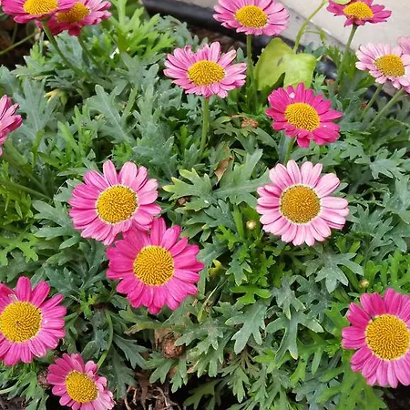 La Casetta Di Ely לינה וארוחת בוקר 4*